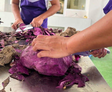 Homme coupant un tubercule d’ube (igname violette)